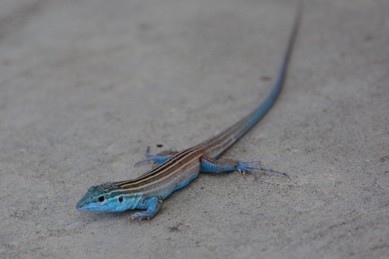 Aspidoscelis inornatus